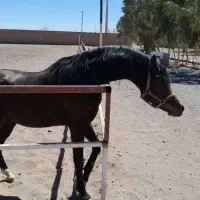 فروش سیلمی عرب از اسپرسیوو بقایی|اسب و تجهیزات اسبسواری|رفسنجان, |دیوار