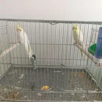 چند جفت عروس هلندی|پرنده|فارسان, |دیوار