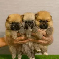 توله سگ88روزه پامر با اصالت و تضمین زیبا ترین رنگ|سگ|مشهد, اقبال|دیوار