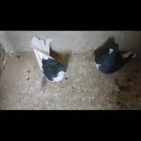 ۹عدد کبوتر رنگی وبهبهانی|پرنده|کازرون, |دیوار