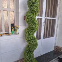 درختچه درحدنو