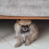 سگ پامر خرسی کاراملی