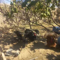 بوقلمون برنز|حیوانات مزرعه|کهک, |دیوار