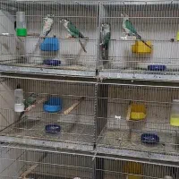 گیرنچیک مولد گرین چیک فروش کلی