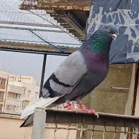 کبوتر پرشی برای جوجه کشی