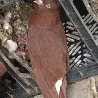 کوهی و سرخ دم سفید