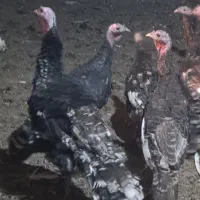 بوقلمون نرو ماده