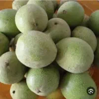 گردو تازه ۸۵