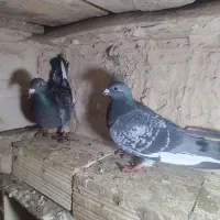 پلاکی|پرنده|لیلان, |دیوار