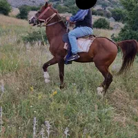 اسب نریان شش ساله