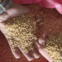 ۲۰تن گندم پیشگام|حراج|گیان, |دیوار