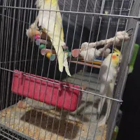 4جفت عروس مولد کشیده درجه یک