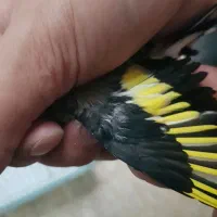 سهره چونه خطی سفید نر|پرنده|کیانشهر, |دیوار