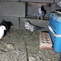 کفتر کهنوج|پرنده|کهنوج, |دیوار