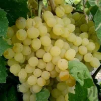 نهال فروشی|خدمات باغبانی و درختکاری|بجنورد, |دیوار