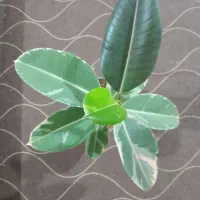 تعدادی گل دیفن باخیا وفیکوس و یشم|گل و گیاه طبیعی|ساوه, |دیوار