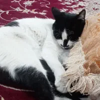 گربه گمشده|حیوانات|داراب, |دیوار