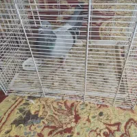 کبوتر زاجر عسل