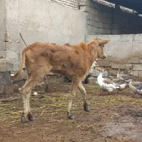 گوساله ماده چاق