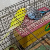 مرغ عشق مولد