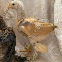 تعدادی جوجه برهما و جوجه بوقلمون رسمی ۱ ماهه|حیوانات مزرعه|تهران, تهرانپارس شرقی|دیوار