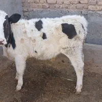 گوساله نر و ماده|حیوانات مزرعه|تربت جام, میان جام|دیوار