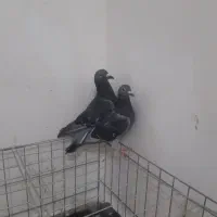 کفتر پلاکی وپاکستان وایرانی سفید پاپر