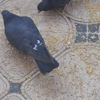 کبوتر