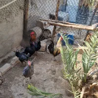 خروس سفید هندی ۴۰ تاج وخروس عربی جوان