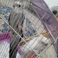 دو عدد عروس هلندی وایت فیس و آلبینو کمیاب