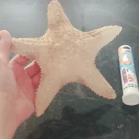 ستاره دریایی