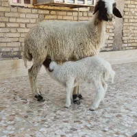 گوسفند میش بره گاو گوساله قوج بز