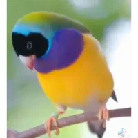 قناری ردفاکتوروفنچ گلدین|پرنده|فردیس, منظریه|دیوار