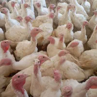 جوجه بوقلمون 80 روزه