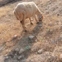 ۶تا میش بفروش میرسد بازدید اندیکا