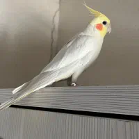 عروس هلندی