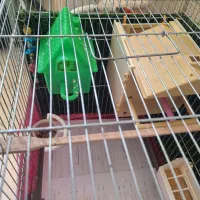 * فنچ بنگالی *|پرنده|کرج, چهارصد دستگاه|دیوار