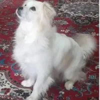 سگ پامر اشپیتز ۱تومن