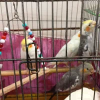 ۴عددعروس هلندی|پرنده|بندر امام خمینی, |دیوار