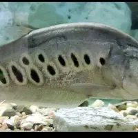 جفت چاقو ماهی نروماده معاوضه دارم با ماهی|ماهی|کاشمر, |دیوار