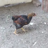 معاوضه جوجه خروس ویاندوت