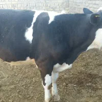 گوساله سیمینتال