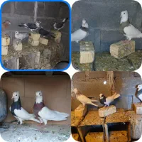 ۷عددطوقی ۵تاپلاکی خوبو