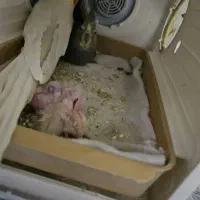 یه جفت عروس هلندی مولد