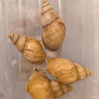 حلزون البینو