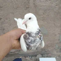 طوقی