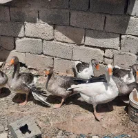 غاز تخم گذار بالغ