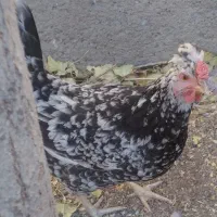 ۱۴عدد تخم مرغ نطفه دار گلین و ۴تا طاقچه|حیوانات مزرعه|مشهد, نوید|دیوار