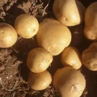 سیب زمینی محلی درجه یک