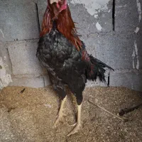 خروس .